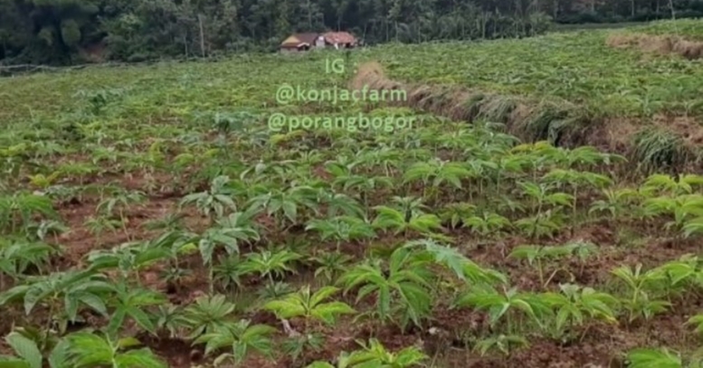 Rekomendasi Petani Yang Menyediakan Bibit Porang Katak Super