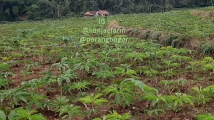 Tempat Jual Benih Porang Katak Super Terbaik di Indonesia